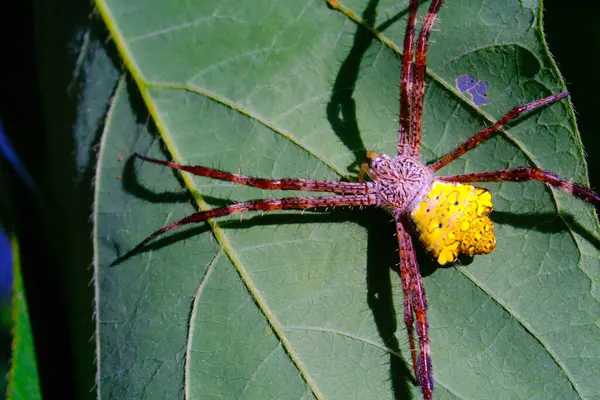 宏观摄影黄色花园蜘蛛 动物的衣服 宏观图片黄色花园蜘蛛 Argiope Appensa 在叶子上放松 用宏观透镜摄影 印度尼西亚 — 图库照片