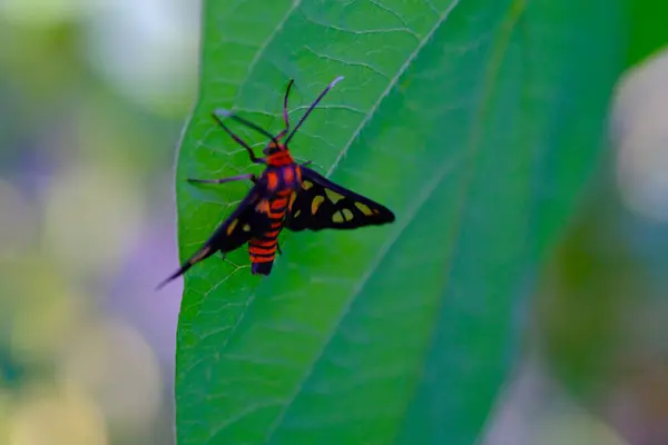 Macro Photography of Wasp Moth. Animal Closeups. Macro photo of a Wasp Moth (Amata Huebneri) perched vertically on a leaf. Photographed using a macro lens. Bandung - Indonesia. Macro