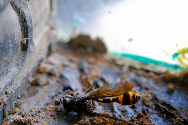 Macro Photography Yellow Wasp. Animal Closeups. Photo of dead and dust-covered European paper wasp ( Polistes dominula ) macro. Photographed using a macro lens. Bandung - Indonesia. Macro