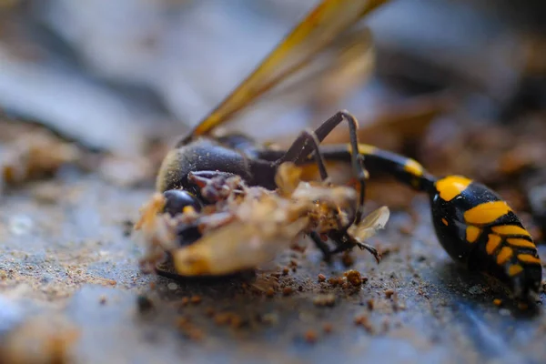 Macro Photography Yellow Wasp. Animal Closeups. Photo of dead and dust-covered European paper wasp ( Polistes dominula ) macro. Photographed using a macro lens. Bandung - Indonesia. Macro