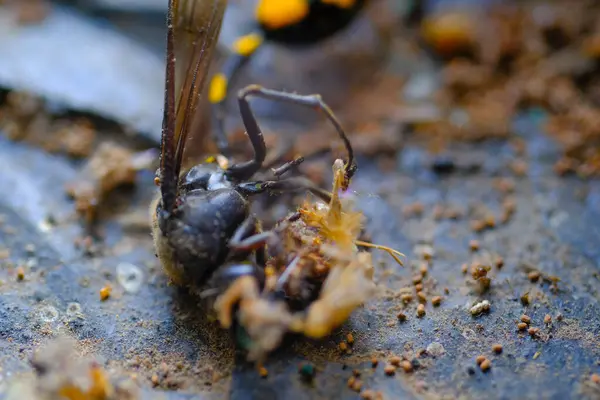 Makrofotografie Gelbe Wespe Tierische Großaufnahmen Foto Einer Toten Und Staubbedeckten — Stockfoto