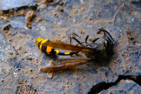 Makro Fotoğrafçı Sarı Yaban Arısı Hayvanlar Için Yakın Çekim Ölü — Stok fotoğraf