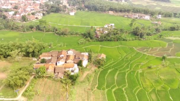 城市郊区的大片稻田 阳光明媚 山景尽收眼底 旱季从农田无人机俯瞰的空中景观 印度尼西亚万隆市郊 4K影像 — 图库视频影像