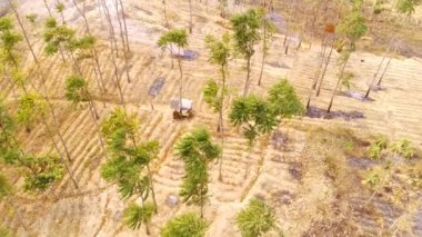 Drone Görüntüleri. Pangradinan Dağı, Cikancung - Bandung, Endonezya 'nın yamaçlarında yanan orman manzarası. Tarım tarlaları için yanan orman arazisi. Yüksek Kalite 4k Video