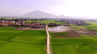 Drone Görüntüleri. Bandung, Endonezya 'daki Pangradinan Dağı vadisinde geniş pirinç tarlalarının ortasındaki patika manzarası. 4K Çözünürlüklü Hava Aracı Videoları