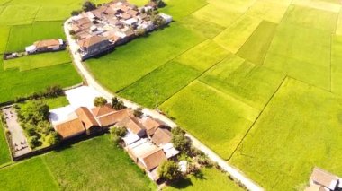 Drone Görüntüleri. Bandung-Endonezya 'daki Pangradinan Dağı vadisinde geniş pirinç tarlalarının ortasındaki Residential bölgesinin en aşağı manzarası. 4K Çözünürlüklü Hava Aracı Videoları