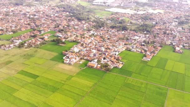 Drone Görüntüleri Bandung Endonezya Daki Pangradinan Dağı Vadisinde Geniş Pirinç — Stok video