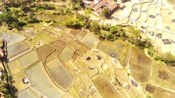 Videografi Hava Çekimi Bandung Şehrindeki Pirinç Tarlalarının Manzarası Hasat Edilmiş — Stok video