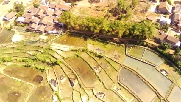 无人机摄像 空中的影像 万隆市稻田景观的景观 稻田遍地都是收获的稻田 从一架无人驾驶飞机上发射了4K分辨率的子弹 — 图库视频影像