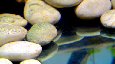 Hayvan Videografisi. Akvaryumdaki balıklar. Beyaz kayalarda saklanmaya çalışan balık görüntüsü sinodontis yayın balığı. 4k Çözünürlükte İğneler