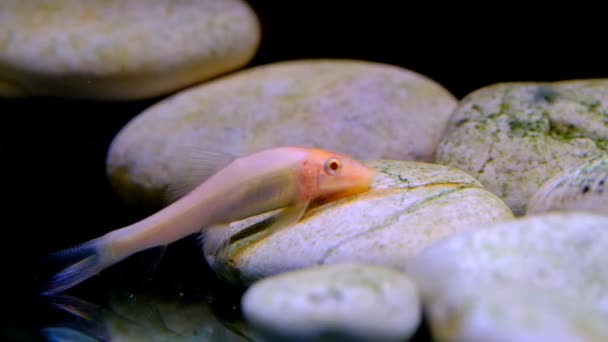 Animal Videography Fische Auf Tanks Filmaufnahmen Von Chinesischen Algenfressern Die — Stockvideo