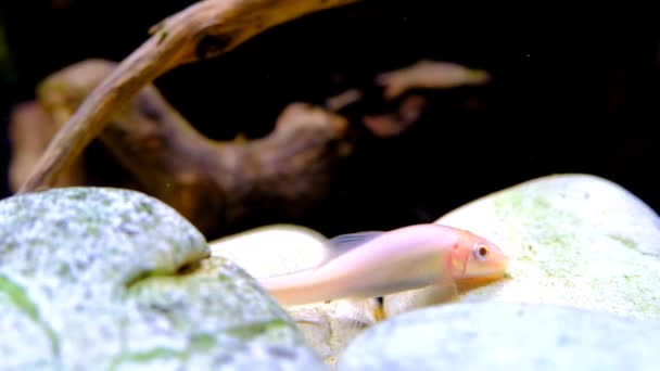 動物のビデオグラフィー 魚はタンクに 中国の藻類のエーテル魚が白い岩の上にモスを食べている様子 4K解像度でのショット — ストック動画