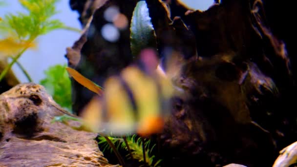 Filmografia Zwierząt Ryby Czołgach Nagranie Tygrysich Ryb Włóczących Się Akwarium — Wideo stockowe