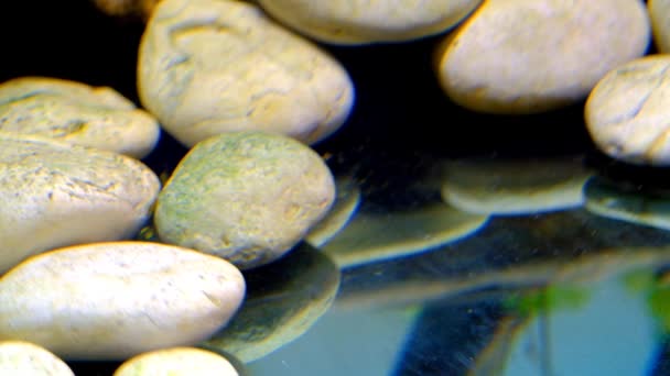 动物摄像 鱼缸里的鱼鱼镜头Synodontis鲶鱼试图隐藏在白色岩石中 4K分辨率的射击 — 图库视频影像