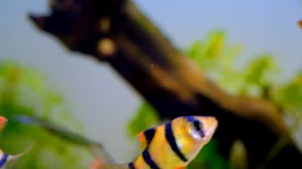Videografie Zvířat Ryby Nádržích Záběry Tygřích Ostnatých Ryb Potulujících Akváriu — Stock video