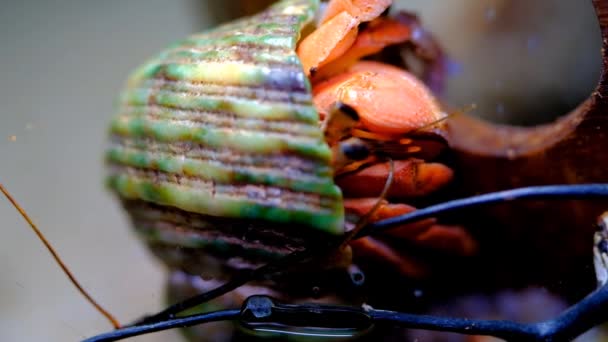 宏观摄像 动物近身 红色隐士蟹 Coenobita Rugosus 试图融入椰壳的镜头 用4K解像度宏观透镜拍摄 — 图库视频影像