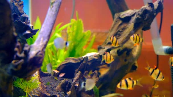 Animal Videography Fish Tanks Footage Tiger Barb Fish Roaming Aquarium — Stock Video