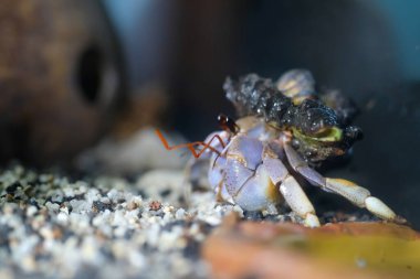 Makro Videografi. Hayvan. Yaklaş. Mor keşiş yengeci Coenobita brevimanus 'un kumu tüy dökmek için kazarken çekilmiş Macro fotoğrafı. Makro mercekle çekilmiş.