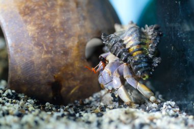 Makro Fotoğrafçılık. Hayvan. Yaklaş. Mor kara keşişi yengeci Coenobita brevimanus 'un eşsiz kabuğu, hindistan cevizi kabuğuyla oynayan keşiş yengeci. Mor Coenobita brevimanus boyutu M