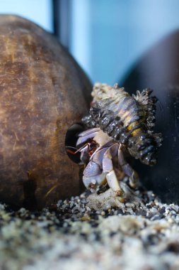 Makro Fotoğrafçılık. Hayvan. Yaklaş. Mor kara keşişi yengeci Coenobita brevimanus 'un eşsiz kabuğu, hindistan cevizi kabuğuyla oynayan keşiş yengeci. Mor Coenobita brevimanus boyutu M