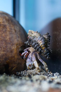 Makro Fotoğrafçılık. Hayvan. Yaklaş. Mor kara keşişi yengeci Coenobita brevimanus 'un eşsiz kabuğu, hindistan cevizi kabuğuyla oynayan keşiş yengeci. Mor Coenobita brevimanus boyutu M