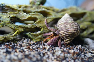 Makro Videografi. Hayvan. Yaklaş. Mor keşiş yengeci Coenobita brevimanus 'un kumu tüy dökmek için kazarken çekilmiş Macro fotoğrafı. Makro mercekle çekilmiş.