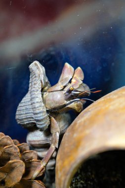 Makro Fotoğrafçılık. Hayvan. Yaklaş. Mor toprak keşiş yengecinin (Coenobita brevimanus) hindistan cevizi kabuğuna sıkışmış hali. Mor Coenobita brevimanus orta boy, Makro mercekle çekilmiş.