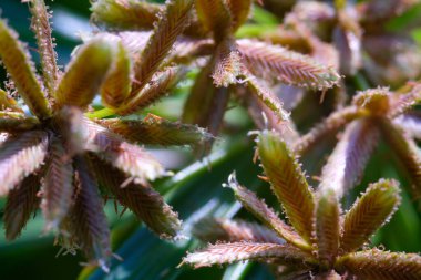 Makro Fotoğrafçılık. Bitkiler kapatın. Süs bitkisi Cyperus Eragrostis 'in makro çekimi. Avlu boyunca vahşi bir şekilde büyüyor. Egzotik Bitkilerin Macro Fotoğrafı, makro lens kullanılarak çekilmiş.