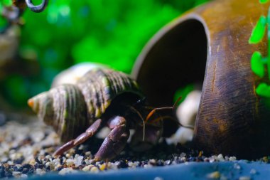 Makro Fotoğrafçılık. Hayvan. Yaklaş. Mor toprak keşiş yengeci (Coenobita brevimanus) Hindistan cevizi kabuğuna sığmaya çalışırken makro pozu. Makro mercekle çekilmiş.