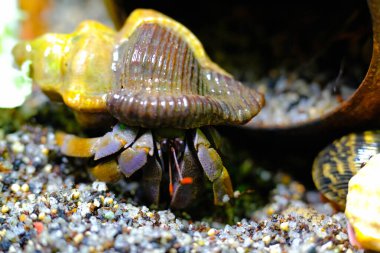 Makro Fotoğrafçılık. Hayvan. Yaklaş. Mor toprak keşiş yengeci (Coenobita brevimanus) Hindistan cevizi kabuğuna sığmaya çalışırken makro pozu. Makro mercekle çekilmiş.