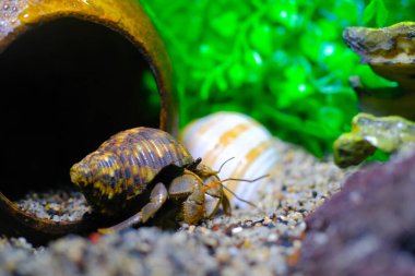 Makro Fotoğrafçılık. Hayvan. Yaklaş. Mor toprak keşiş yengeci (Coenobita brevimanus) Hindistan cevizi kabuğuna sığmaya çalışırken makro pozu. Makro mercekle çekilmiş.