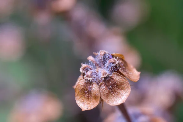 Macro Photography. Plants Close up. Macro shot of dried basil seed plant. The flowers and stems dry out. Shot in Macro lens