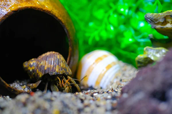 Macro Photography. Animal Close up. Macro shot of the purple land hermit crab (Coenobita brevimanus) trying to fit into a coconut shell. Shot in Macro lens