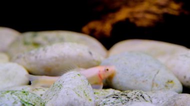 Hayvan Videografisi. Hayvan. Yaklaş. Akvaryumda özgürce yüzen Çin yosunları yiyen balıkların görüntüleri. Makro mercekle 4K Çözünürlüklü