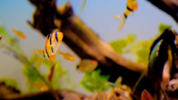 Time Lapse Videografia Animal Close Timelapse Filmagem Peixes Ornamentais Nadando — Vídeo de Stock
