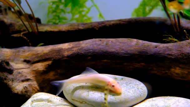 Videografia Animal Animal Close Filmagem Algas Chinesas Comendo Peixe Nadando — Vídeo de Stock