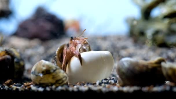 Time Lapse Vidéographie Animal Gros Plan Timelapse Images Crabe Ermite — Video