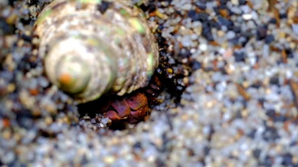宏观摄像 动物近身 科诺比塔河型的紫色隐士蟹在沙地中挖掘以便蜕皮的影像 用4K分辨率的宏观透镜拍摄 — 图库视频影像
