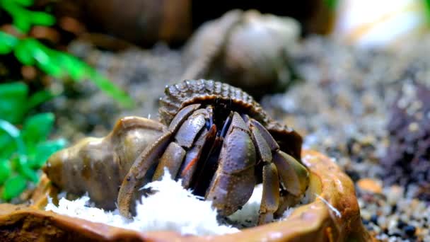 时间拉普斯录像 动物近身 Coenobita Rugosus型隐士蟹吃刨花椰子的时间间隔 用4K分辨率的宏观透镜拍摄 — 图库视频影像