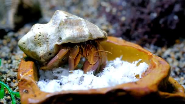 时间拉普斯录像 动物近身 Coenobita Rugosus型隐士蟹吃刨花椰子的时间间隔 用4K分辨率的宏观透镜拍摄 — 图库视频影像