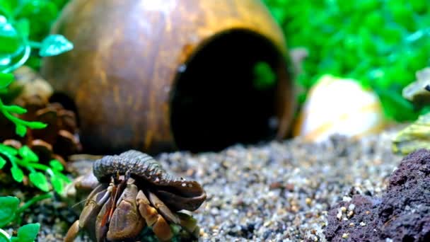 动物摄像 动物近身 隐士蟹夜间在螃蟹内部活动的影像 用4K分辨率的宏观透镜拍摄 — 图库视频影像