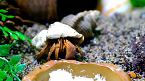 动物摄像 动物近身 隐士蟹夜间在螃蟹内部活动的影像 用4K分辨率的宏观透镜拍摄 — 图库视频影像