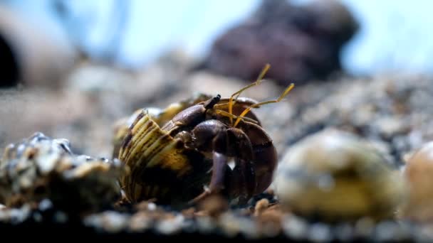 Βιντεογραφία Ζώων Ζώο Κοντά Πλάνα Τον Hermit Crab Coenobita Brevimanus — Αρχείο Βίντεο