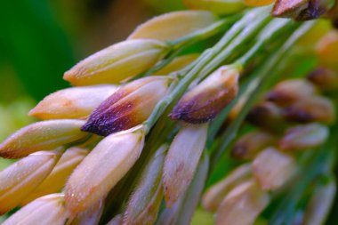 Makro Fotoğrafçılık. Bitkiler kapatın. Sabahleyin pirinç bitkisinin (Oryza sativa) makro yeşil pirinç taneleri. Detaylı ve makro pirinç taneleri, olgunlaşmamış pirinç taneleri. Makro mercekle çekilmiş.