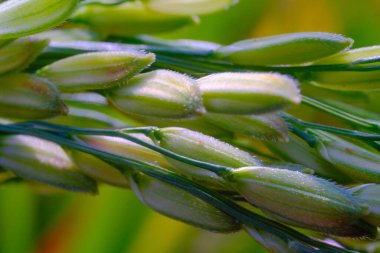 Makro Fotoğrafçılık. Bitkiler kapatın. Sabahleyin pirinç bitkisinin (Oryza sativa) makro yeşil pirinç taneleri. Detaylı ve makro pirinç taneleri, olgunlaşmamış pirinç taneleri. Makro mercekle çekilmiş.