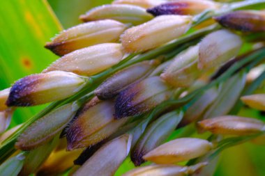 Makro Fotoğrafçılık. Bitkiler kapatın. Sabahleyin pirinç bitkisinin (Oryza sativa) makro yeşil pirinç taneleri. Detaylı ve makro pirinç taneleri, olgunlaşmamış pirinç taneleri. Makro mercekle çekilmiş.