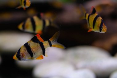 Makro Fotoğrafçılık. Hayvan. Yaklaş. Akvaryumda dolaşan kaplan dikenli balığın makro fotoğrafı. Egzotik balıklar, akvaryumdaki balıklar, Makro lenslerle çekilen balıklar.