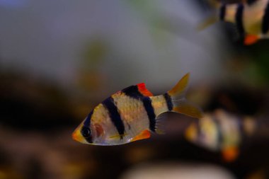 Makro Fotoğrafçılık. Hayvan. Yaklaş. Akvaryumda dolaşan kaplan dikenli balığın makro fotoğrafı. Egzotik balıklar, akvaryumdaki balıklar, Makro lenslerle çekilen balıklar.