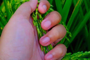 Makro Fotoğrafçılık. Bitkiler kapatın. Pirinç tanelerine dokunan ve hisseden bir sol elin makro fotoğrafı, pirincin sağlıklı ve verimli büyümesini sağlar. Makro mercekle çekilmiş.