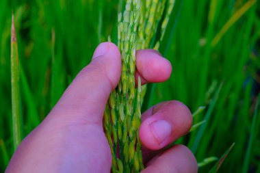 Makro Fotoğrafçılık. Bitkiler kapatın. Pirinç tanelerine dokunan ve hisseden bir sol elin makro fotoğrafı, pirincin sağlıklı ve verimli büyümesini sağlar. Makro mercekle çekilmiş.